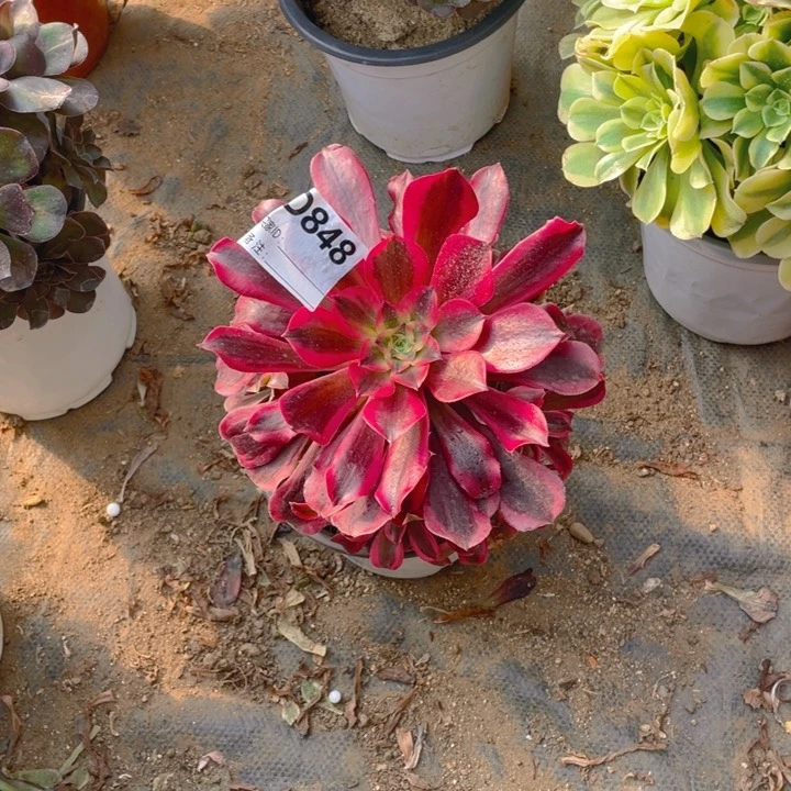 多肉黑金美杜莎法师848