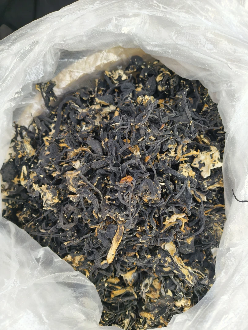 极边印象———乌灵参根