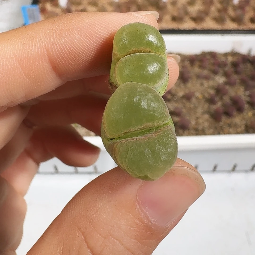 多肉植物福利风铃258