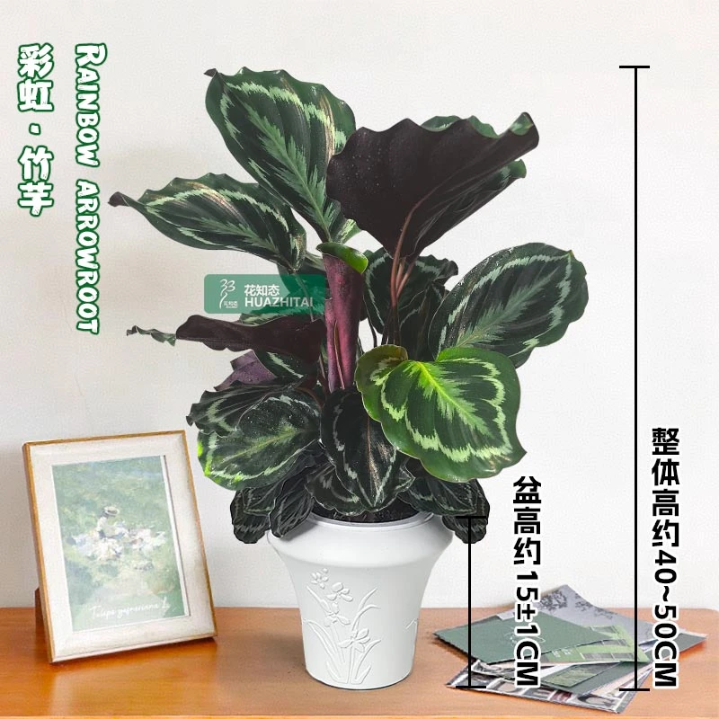 【彩虹竹芋】室内好养护办公桌面（约40~50CM）绿植彩色美观鲜活