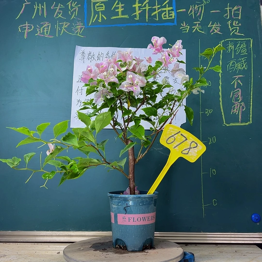 当前无花栽培后可以开花粗杆 广红樱678