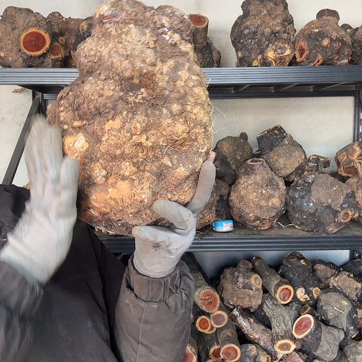 冰***吾香榧木火琉璃的故事是一个人的