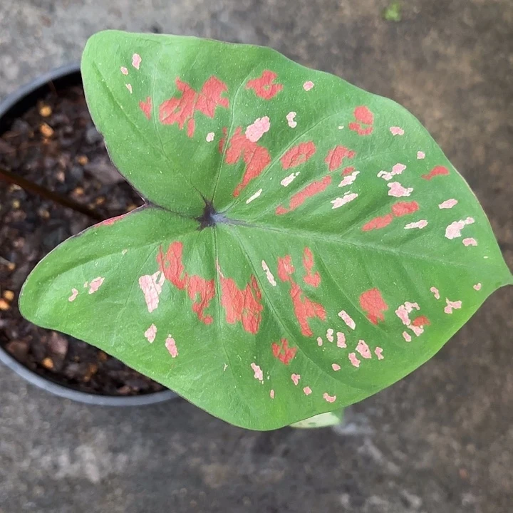 御***刀50-1209彩叶芋广东现货