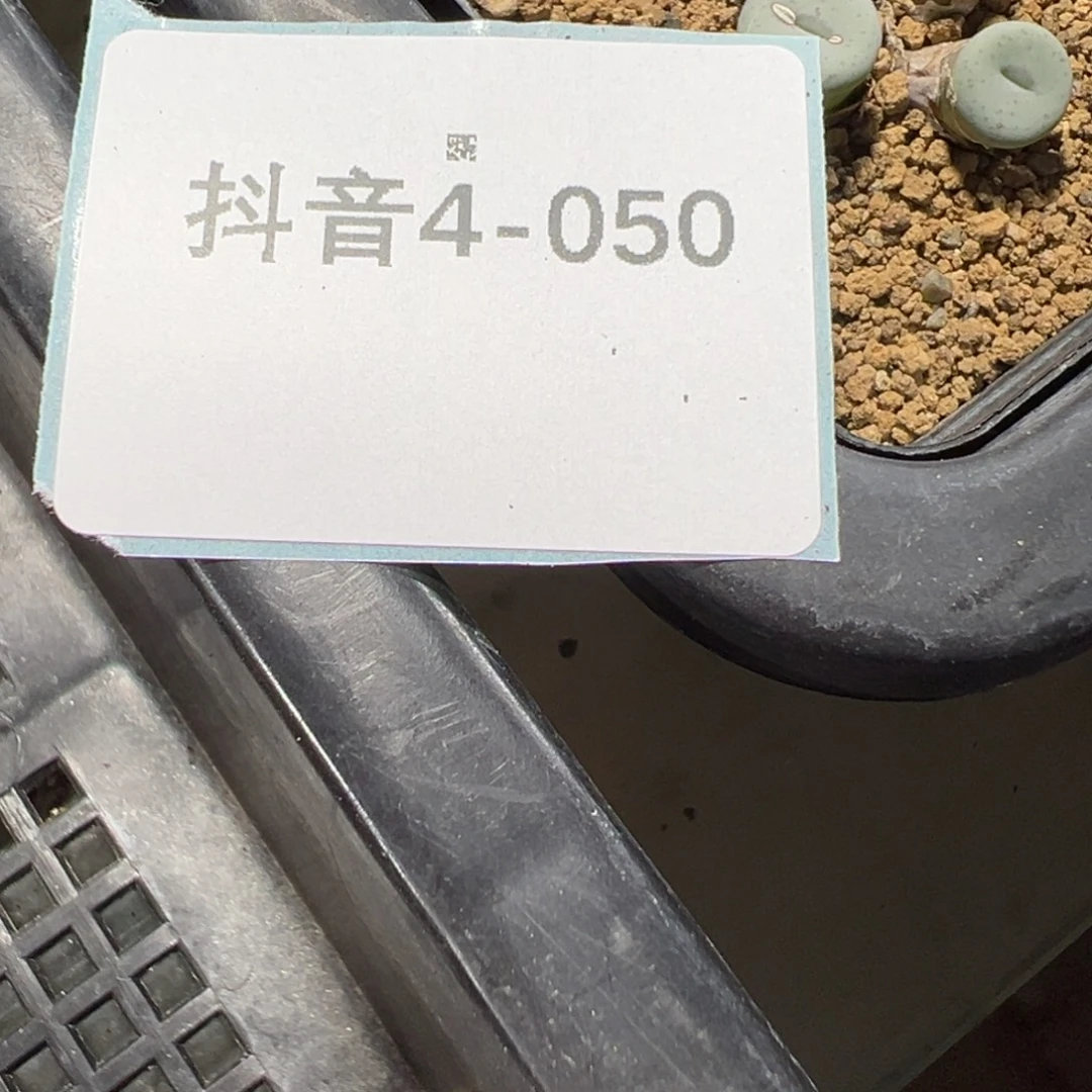 远***方4-50肉锥多肉植物