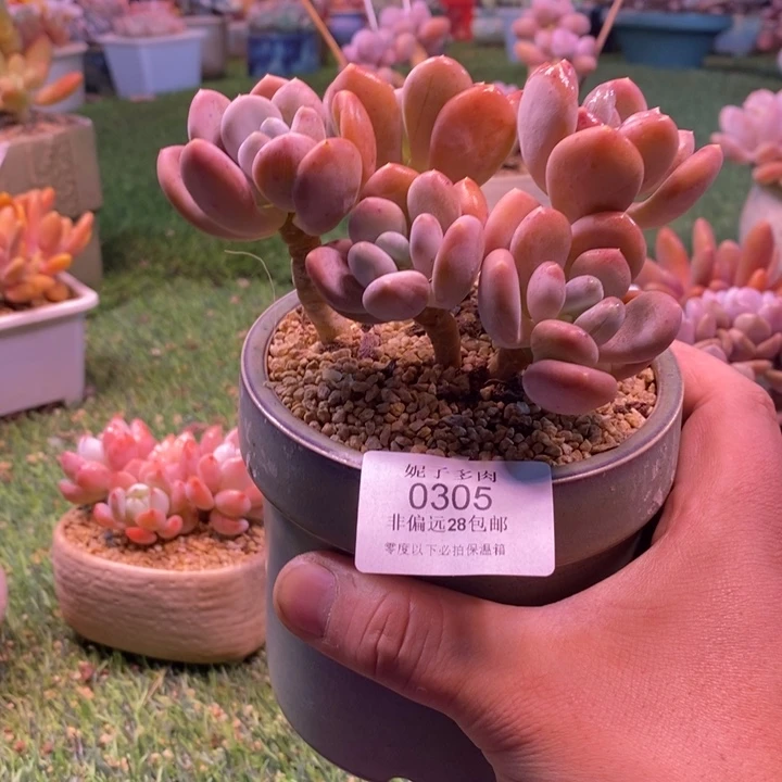 0305啊啊啊啊啊啊啊啊啊啊啊啊