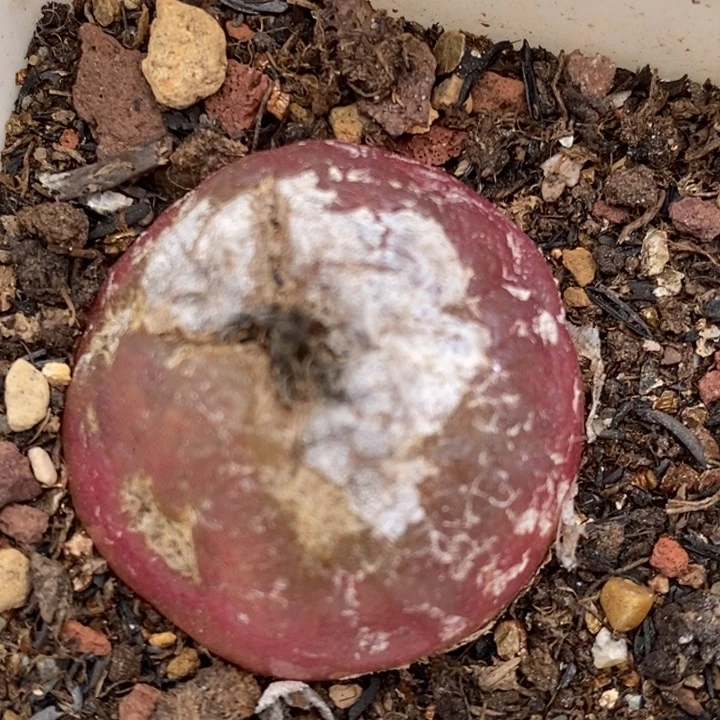 729大母本灯泡一颗