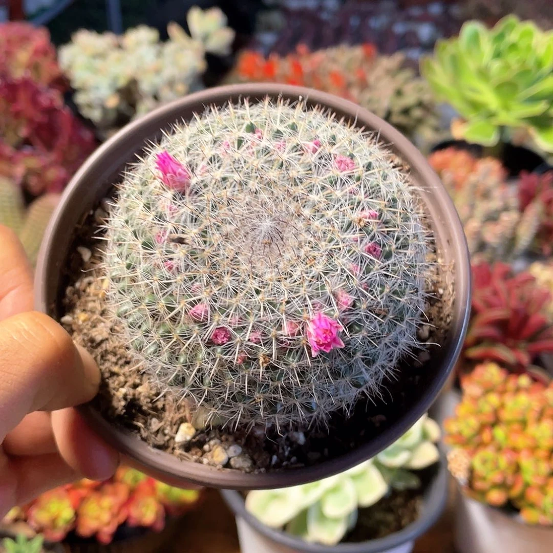 玉翁仙人球带盆发货多肉