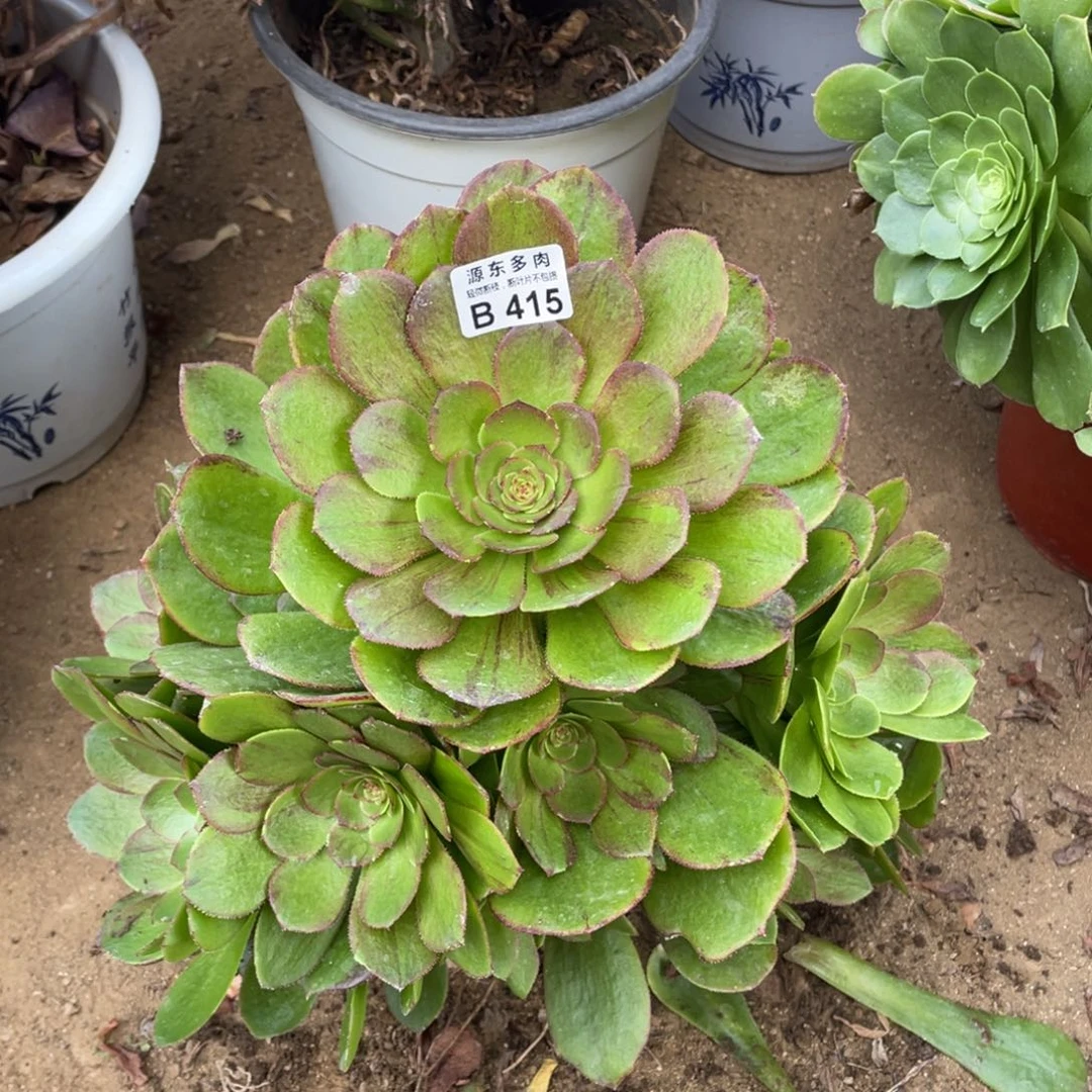 415花月夜多肉法师断枝不包量