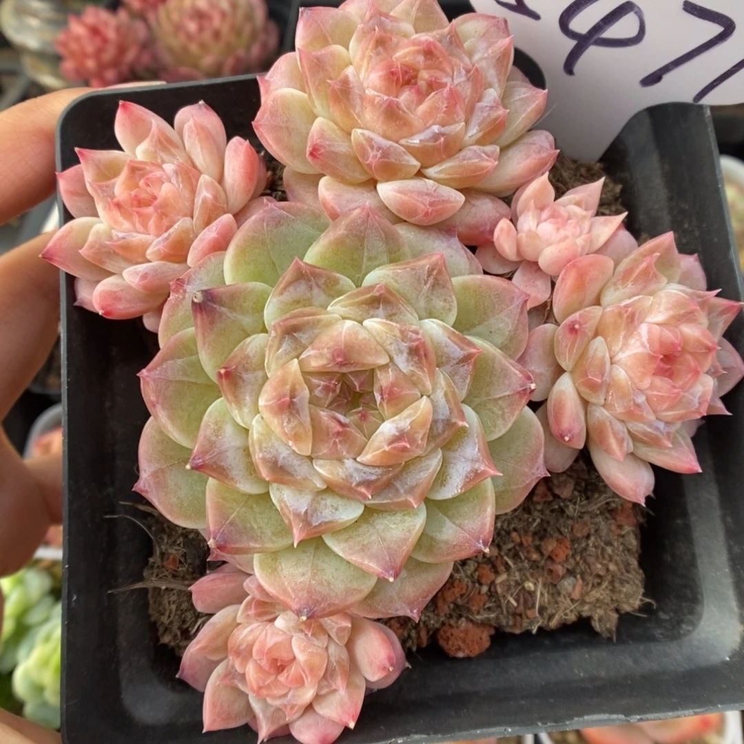 钻心冰魄群生5471号。