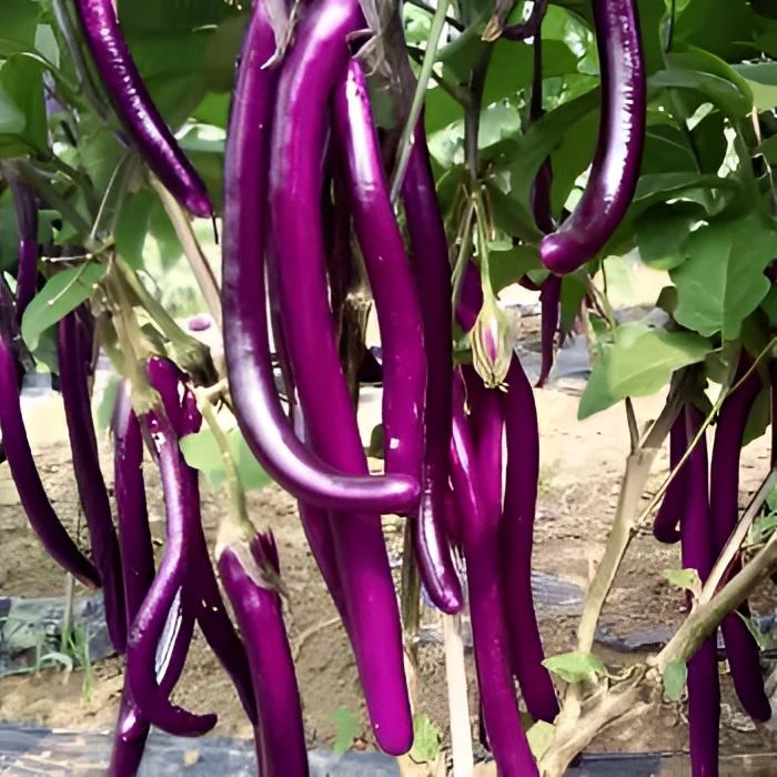 （顺丰包邮）高山农家自种细长紫皮茄子线茄皮薄肉嫩鲜现摘现发新鲜