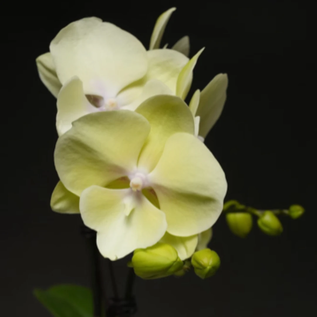 蝴蝶兰———(香草冰淇淋开花发货