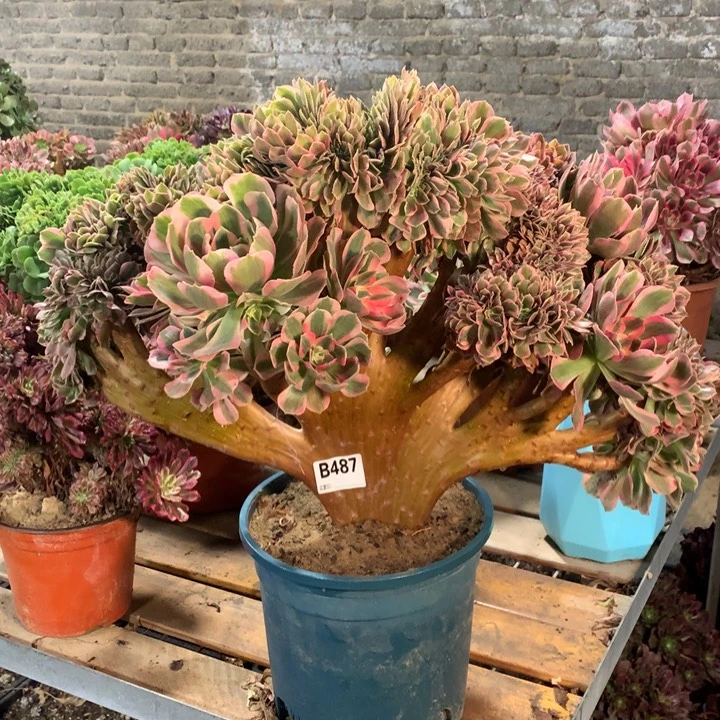 487大粉女郎缀多肉法师