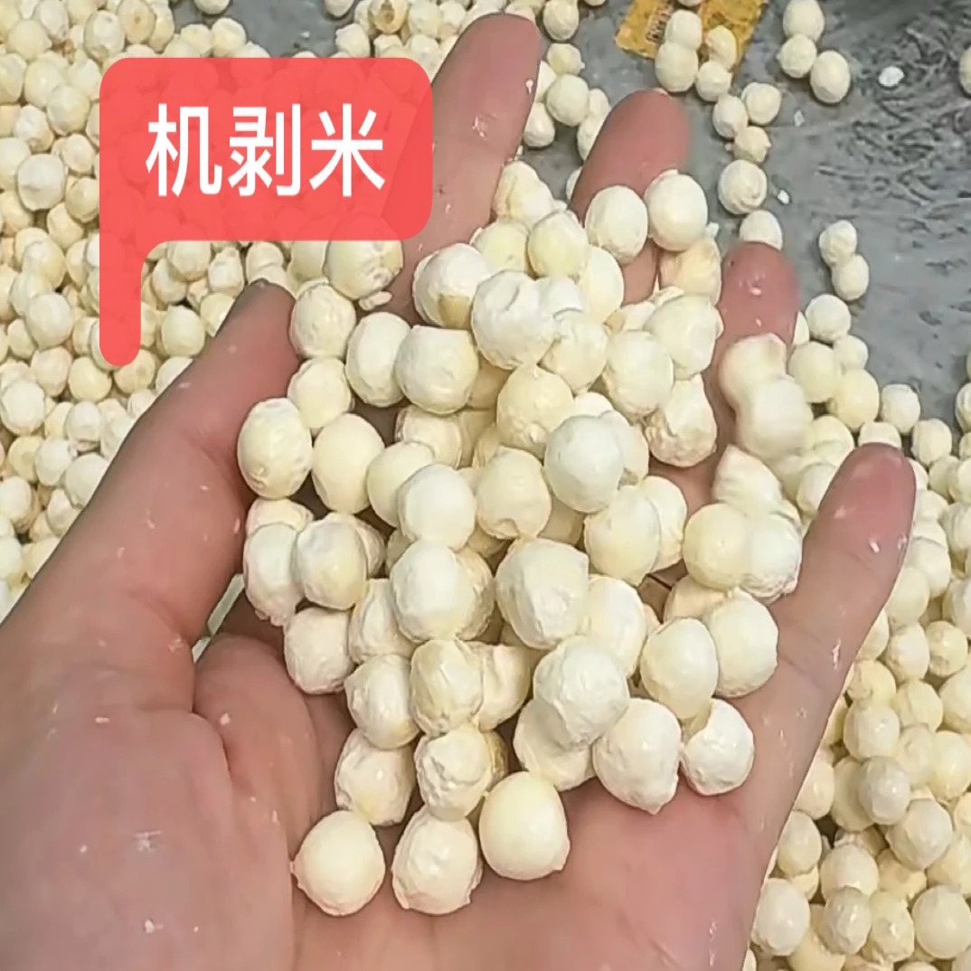苏州精品鸡头米现摘现发软糯清香颗粒机剥米6 - 8mm