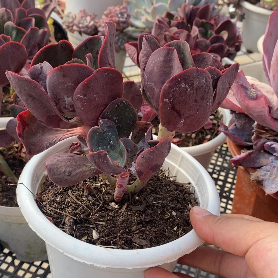 大唐玫瑰三头起发老桩