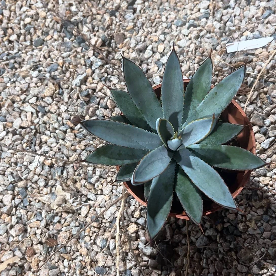 似**年新血雨30米出