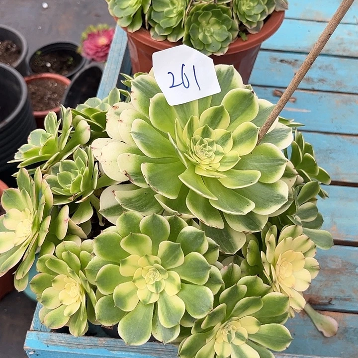 261伊丽莎白朵朵发发发