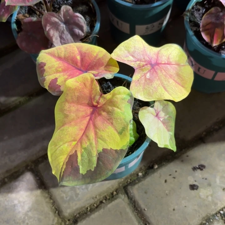 落日天空泰国彩叶芋09-0816