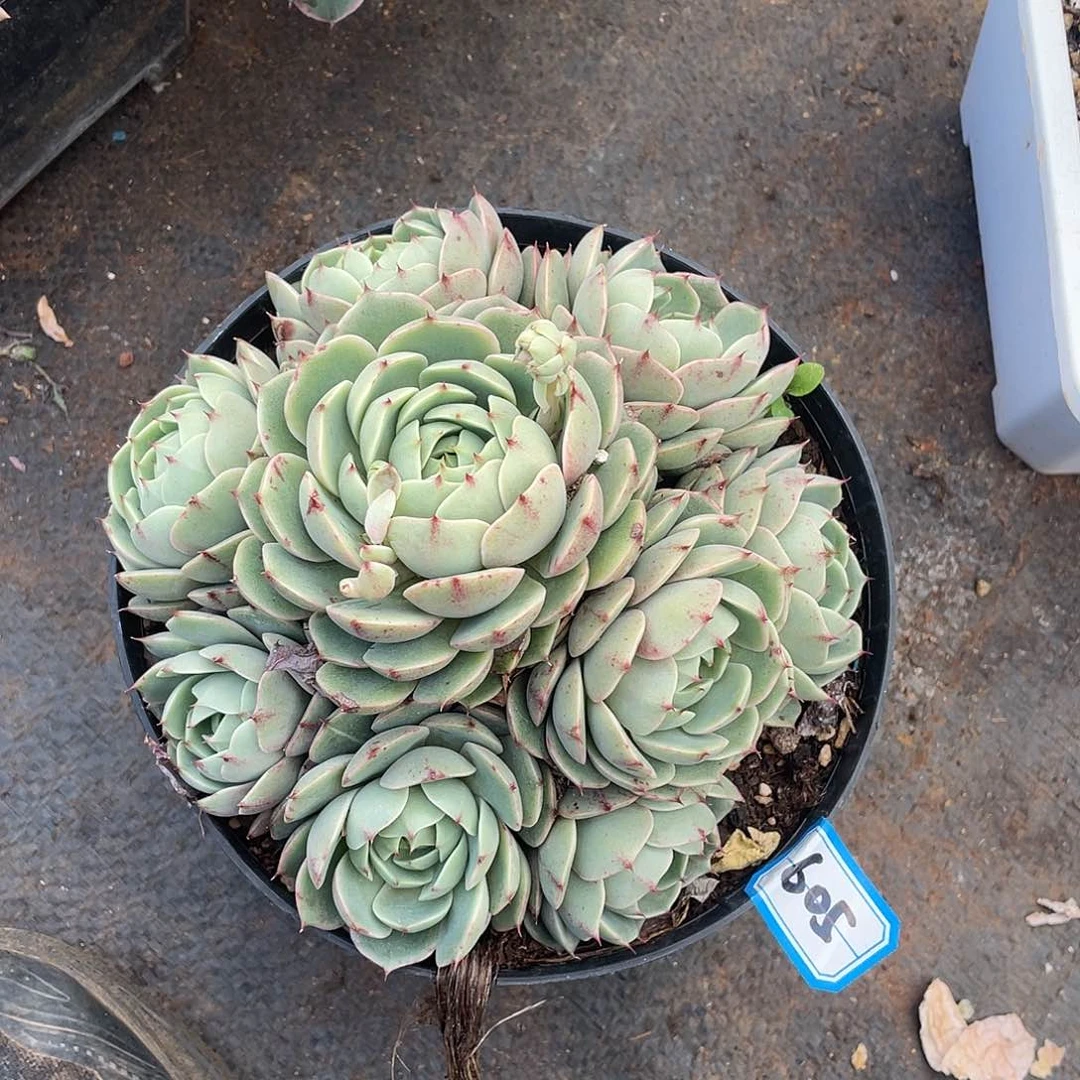 605苯巴蒂斯 一物一拍多肉