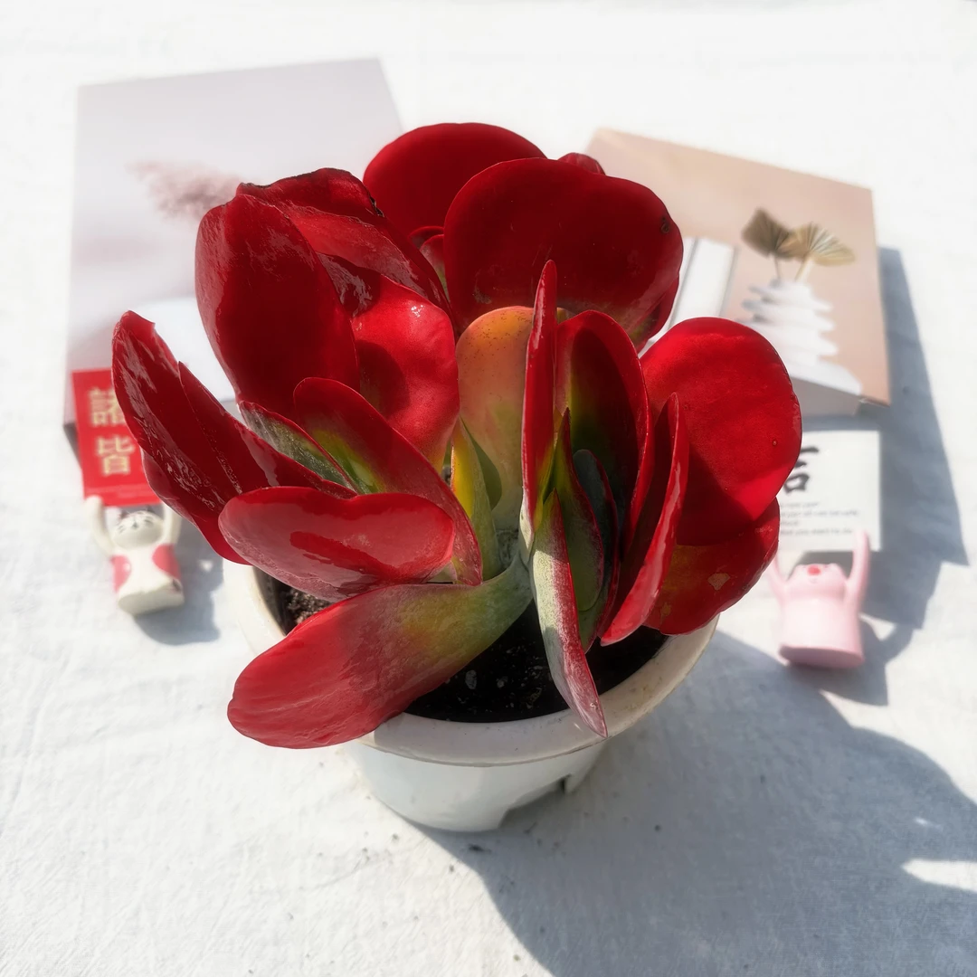 唐印 （带盆土）呆呆多肉植物 2单包邮新手好养