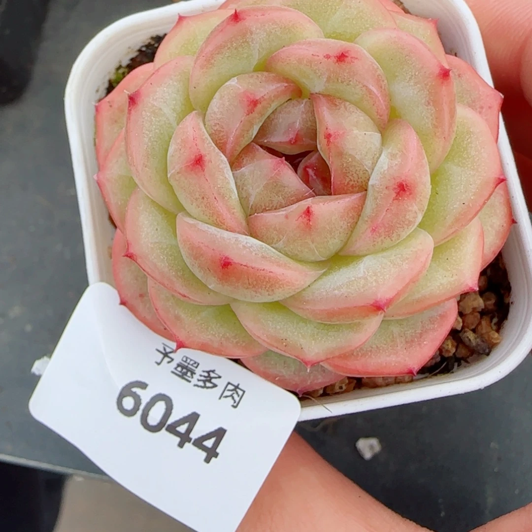 雪柠美人，6044多肉植物