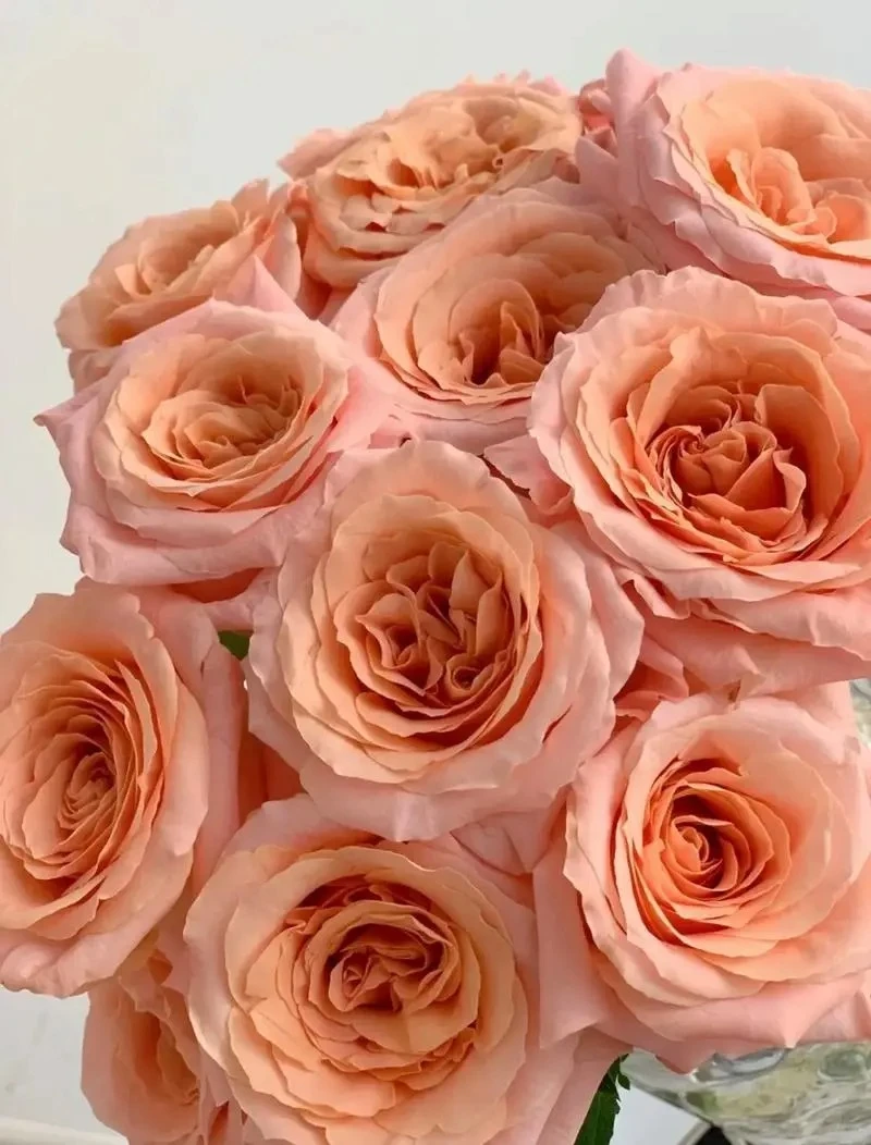 （曼曼）微光单头玫瑰15支+5支 防损 1单包邮