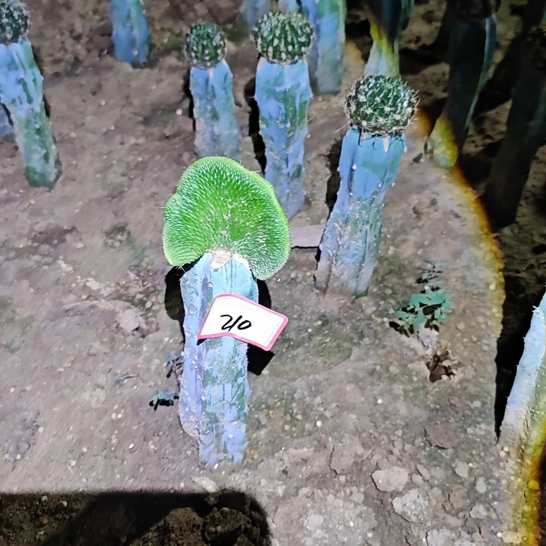 青蛇缀化龙神木嫁接210福