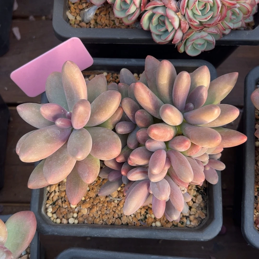 糖果美人111111111111111