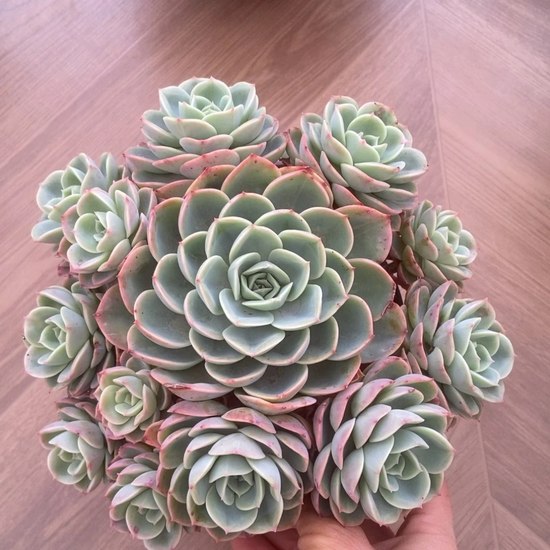 黄金哈密瓜多肉多肉