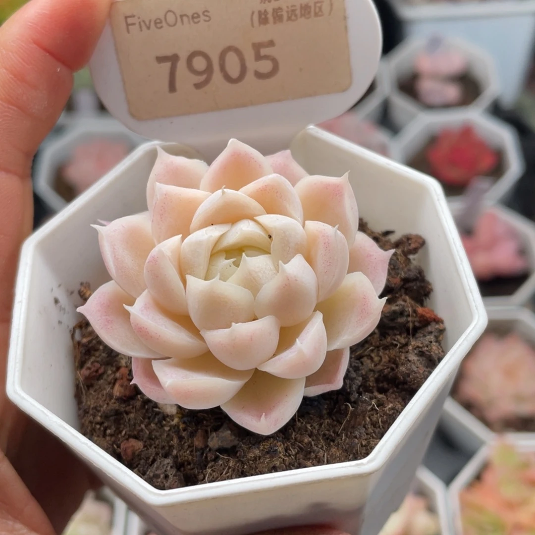 白月影7905-4.5厘米