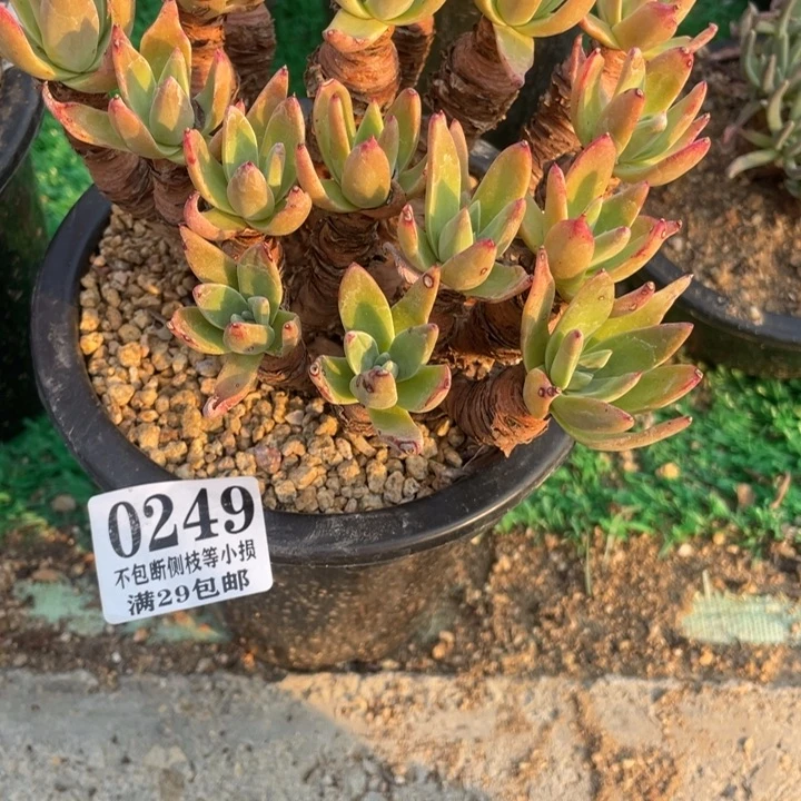 *‍****249号帕莫瑞苹果叶多肉
