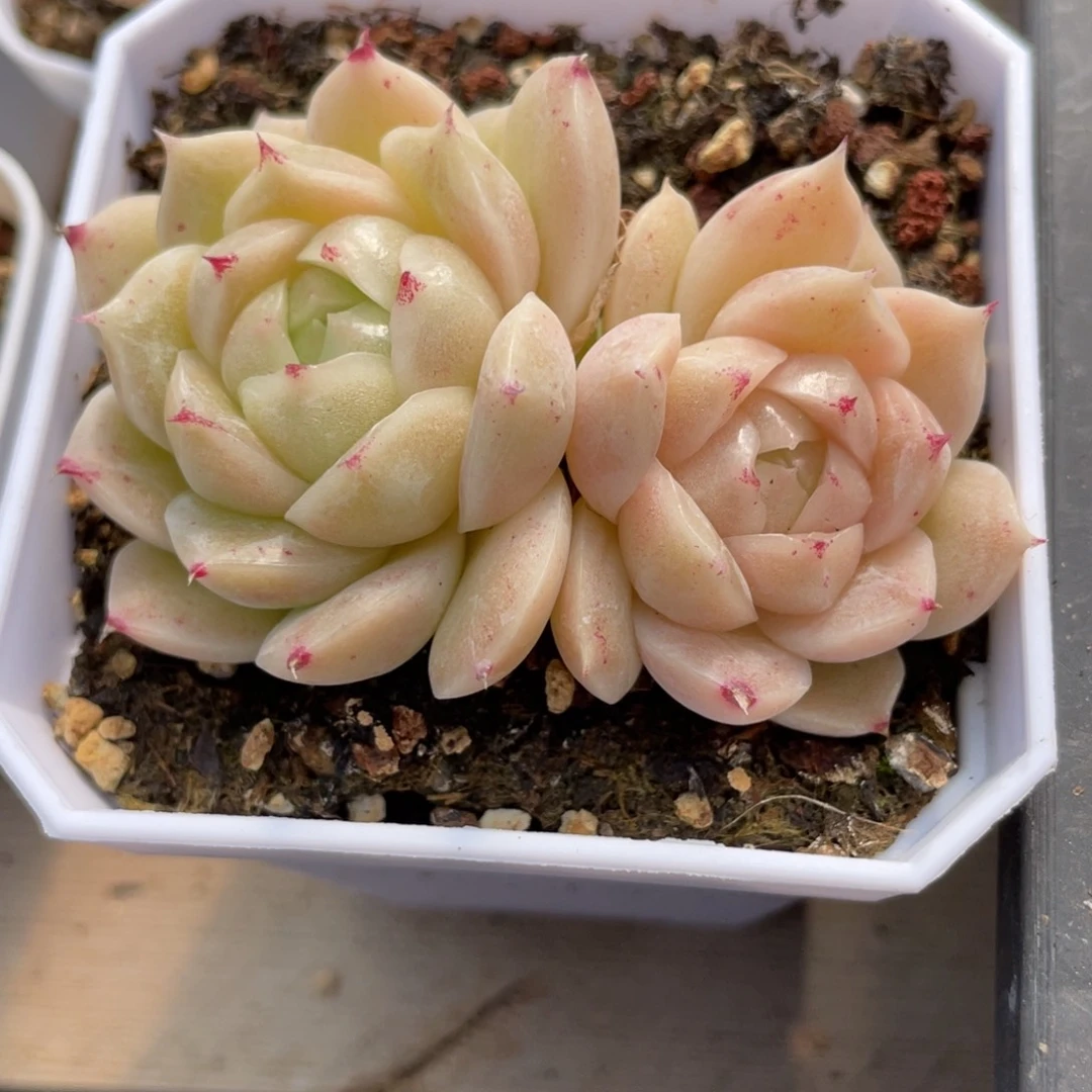 优选麦杆包子福利2681