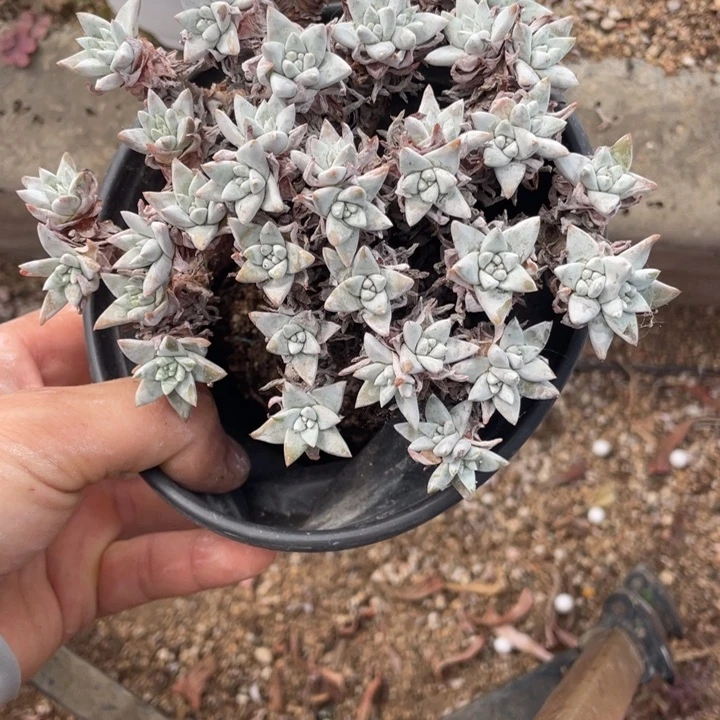 888号白菊多肉植物