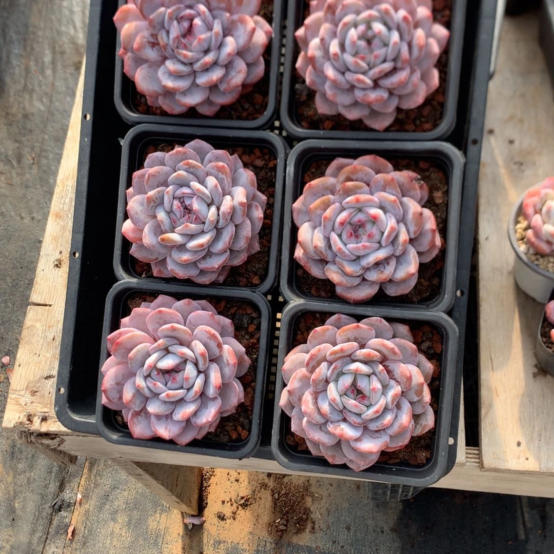 10厘米溏心橙子 六棵 60