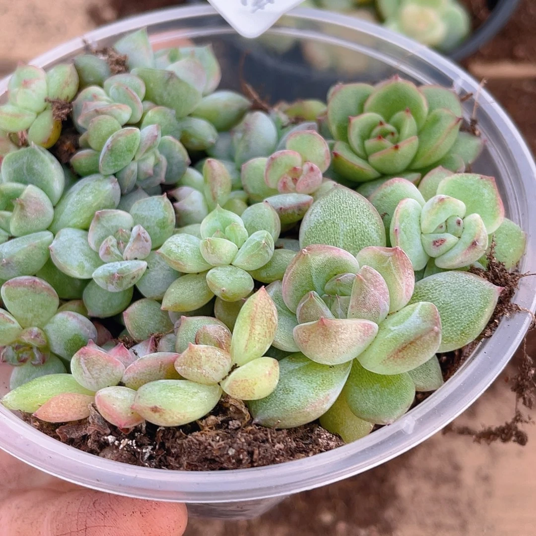 多肉植物多肉植物347