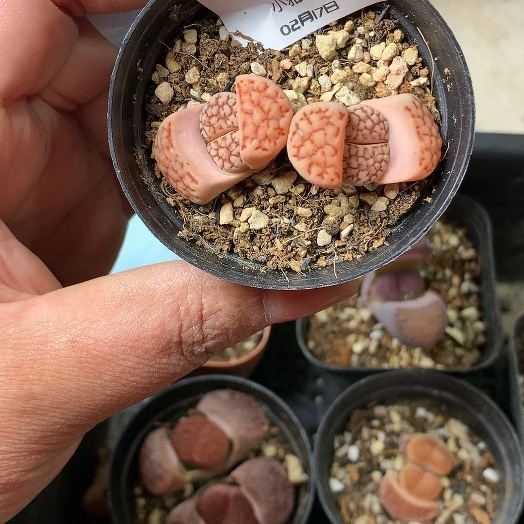 K976多肉植物保护