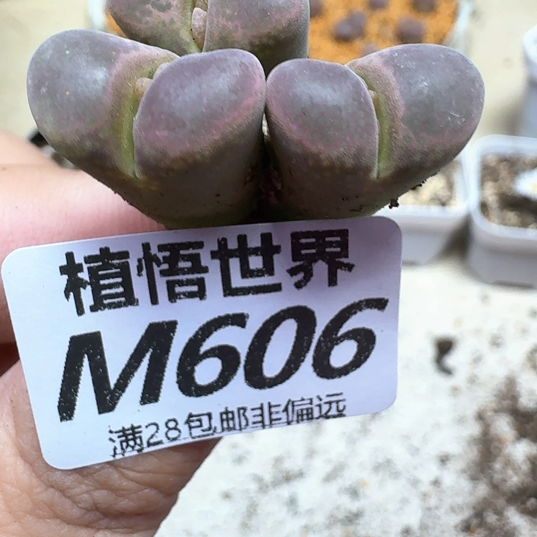 多肉植物的润泽发gv
