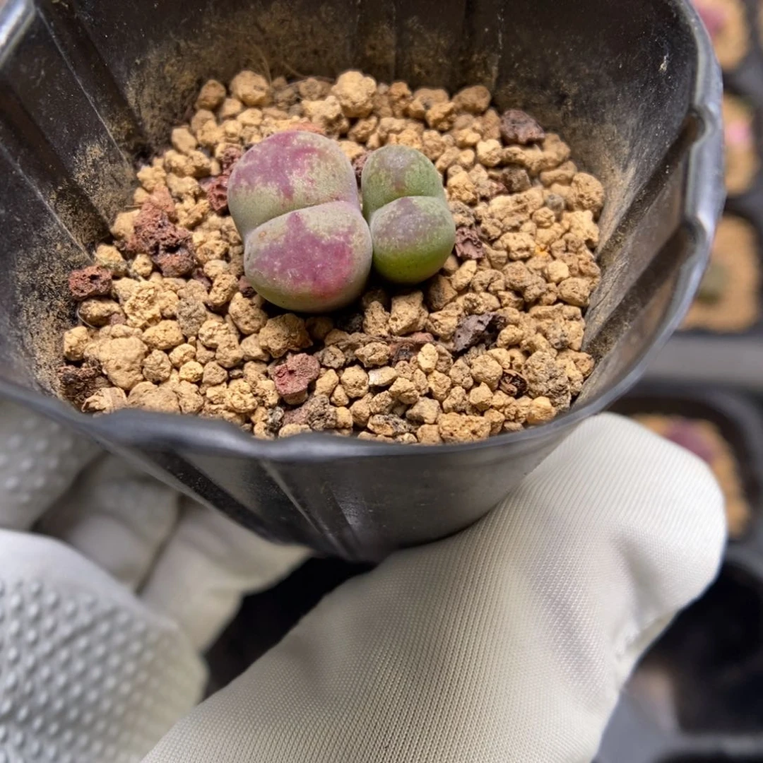 多肉植物肉锥杂交K-3640