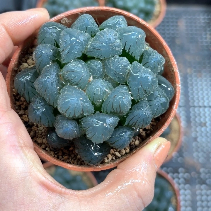 孔明灯玉露多肉植物
