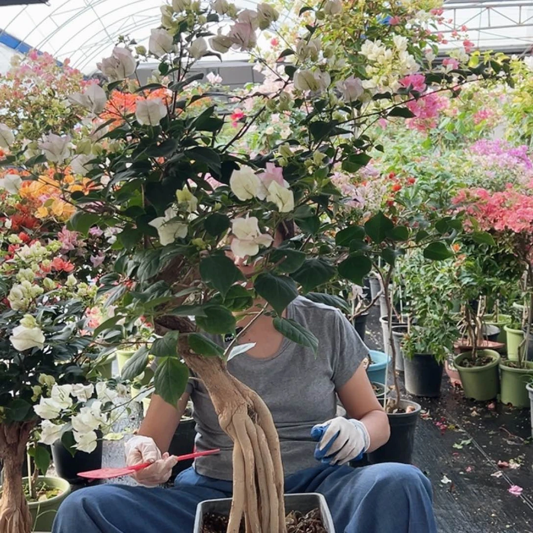 彦***妃大部分花苞少量开放M69绿樱