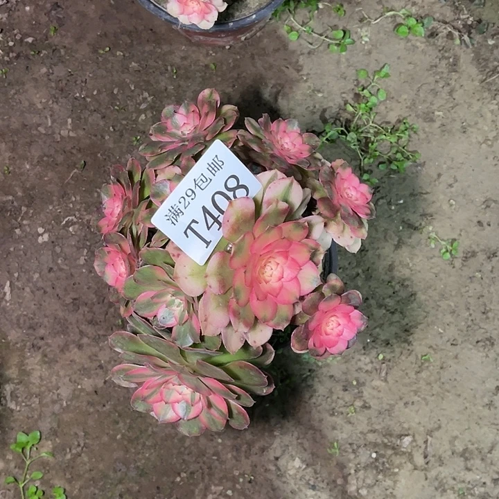 408荔枝多肉植物