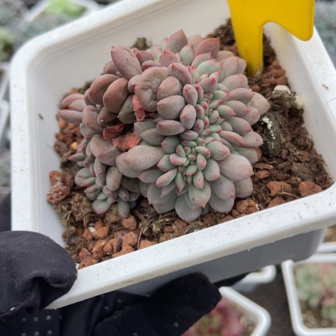 860凌雪缀多肉植物
