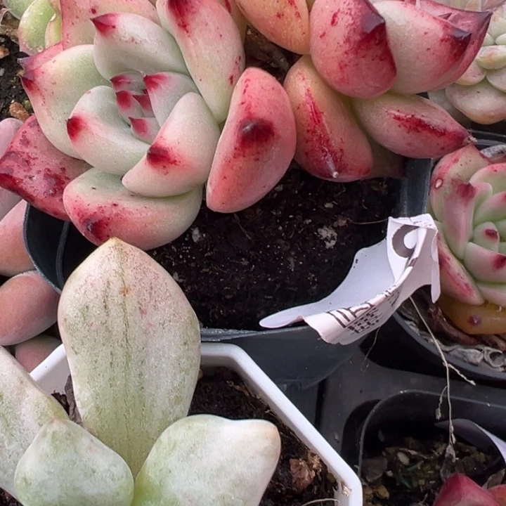 皮蛋老桩多肉植物