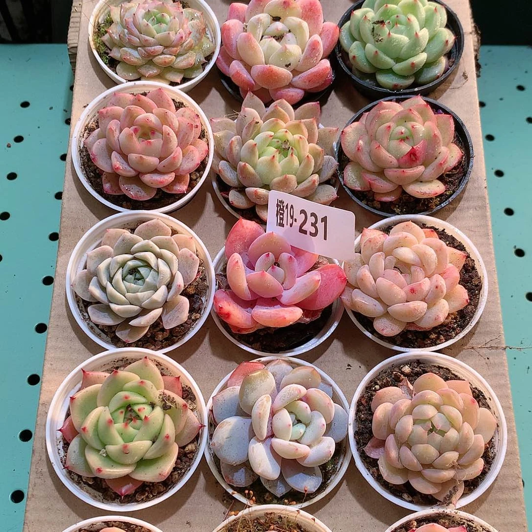 19-231一物一拍带盆18颗。