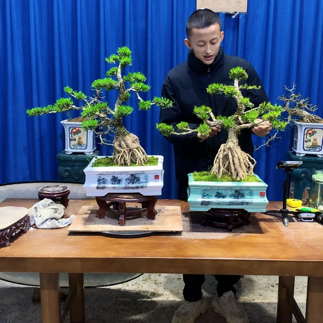 黄杨盆景一物一拍沙****粥