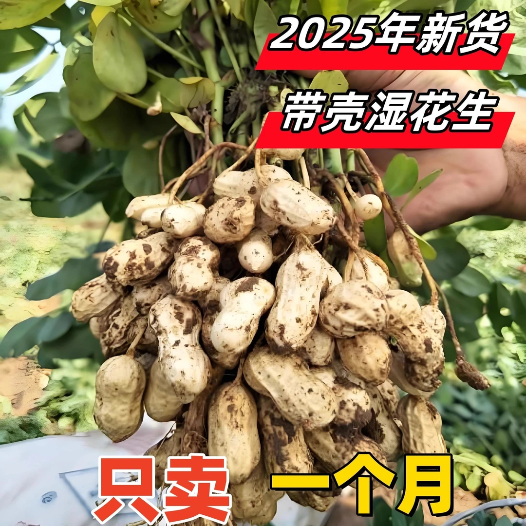 a人工挑选新鲜现挖带壳嫩花生农家自种粉白花生营养美味