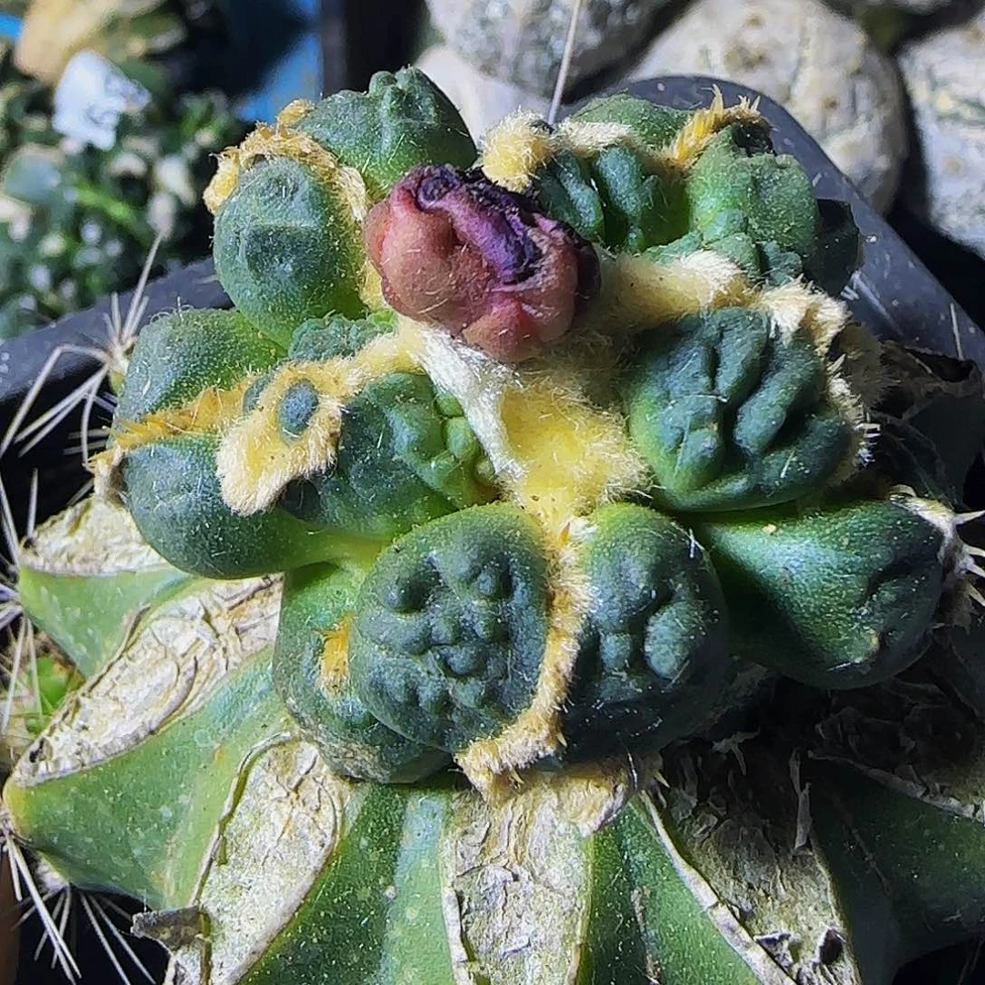 蛋怒923仙人球开花