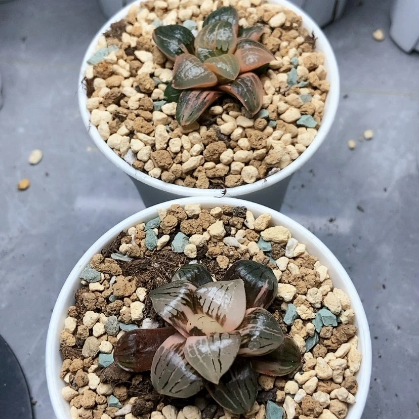 【闪购商品】栾***N香瓜日月潭锦189