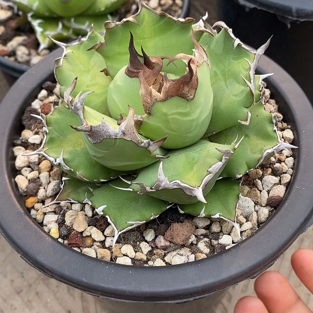 多肉植物龙蛇兰植物