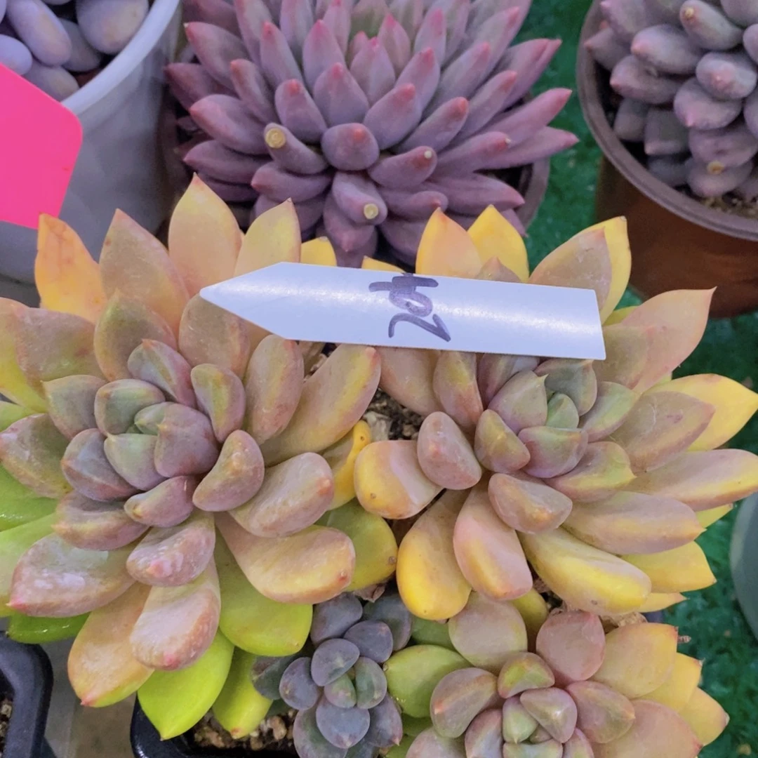 精品多肉，一物一拍，清