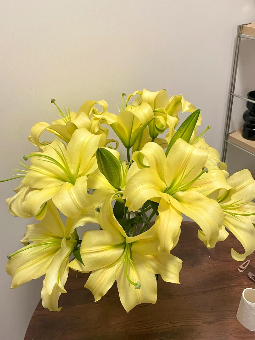 【小皇帝】精选小皇帝香水百合家居摆放插花云南鲜花优质鲜切花